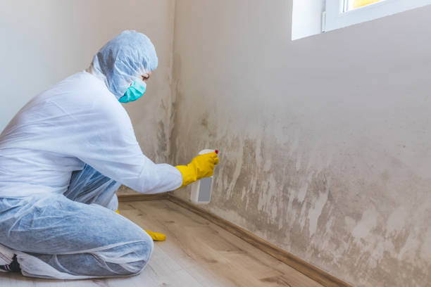 Licensed Black Mold Removal service in Franklin, PA - WQB Mold Removal