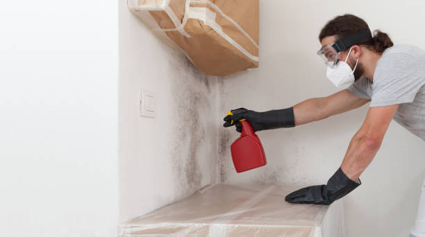 Professional Black Mold Removal technician working in Franklin, PA