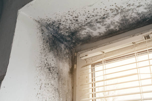 Affordable Black Mold Removal solutions in Franklin, PA