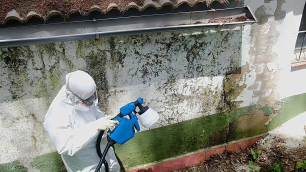 Top rated local Black Mold Removal specialists in Franklin, PA